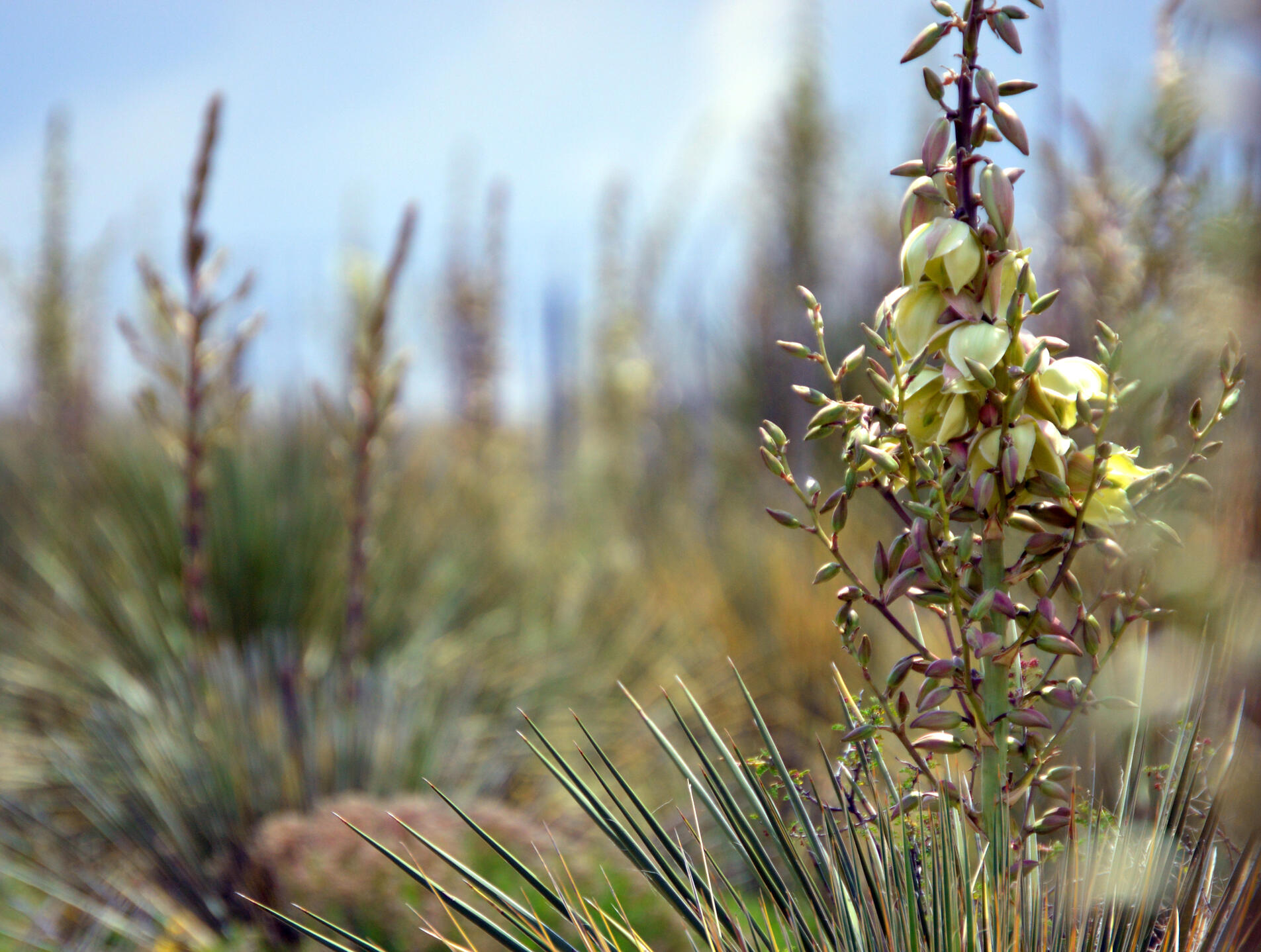 Close up of yucca blossoms